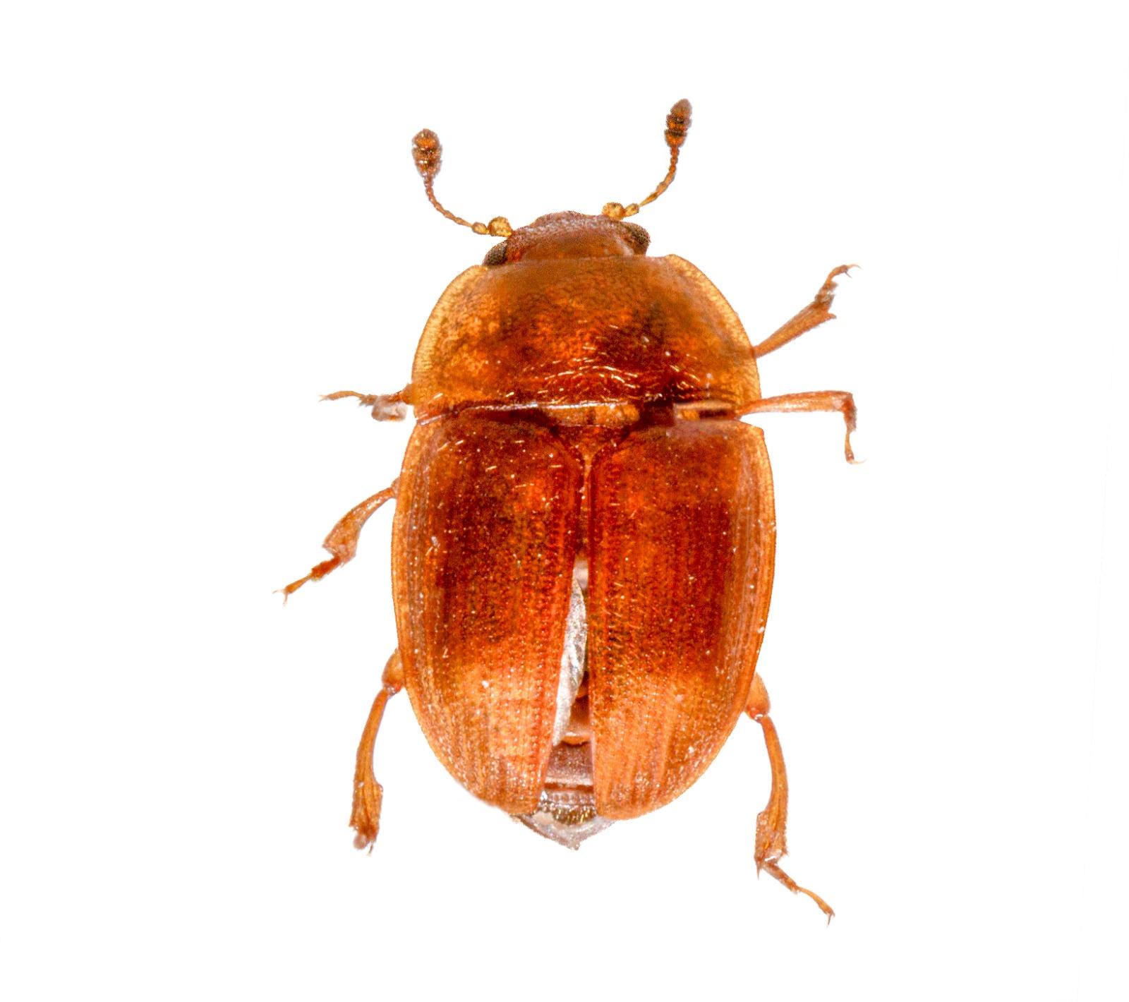 Stelidota insularis Santa Cruz Island. Specimen housed in the ICCDRS collection (ICCDRS 6166). Photo: María Sol Herrera, CDF, 2024.